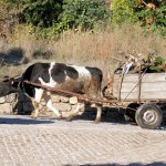 Image for Enjoying the local area