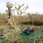 Image for Olive Picking