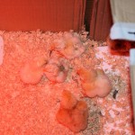 Image for Incubating chickens