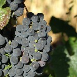 Image for Grapes ripen and figs are drying