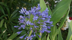 Agapanthus