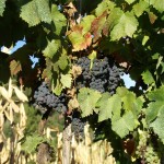 Image for Grape-picking in the village