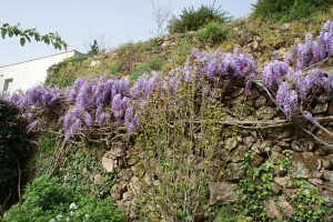 garden4 Wysteria