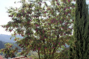 jacaranda1