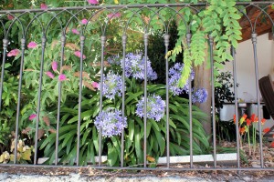 Agapanthus1