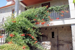 Campsis1
