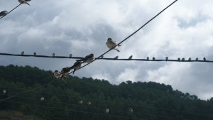 Swallows outside the Quinta