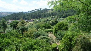 Across the garden