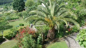 View of our garden
