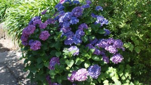Hydrangeas in the garden