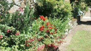 More colour in the garden