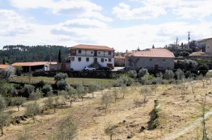 Across the olive grove