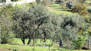 Olive harvest
