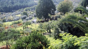 Pruning view 1