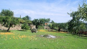 Pruning 2